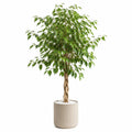 Plante artificielle ficus 180 cm feuillage synthétique vert pot en céramique style naturel intérieur